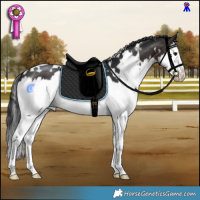 Horse Color:White Spotted Brown Splash