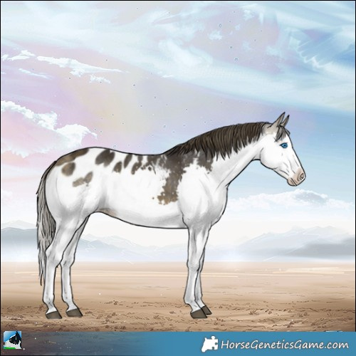 Horse Color:White Spotted Buckskin Splash Appaloosa 