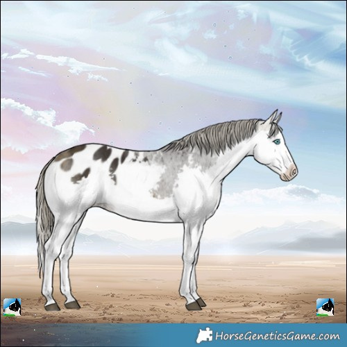 Horse Color:White Spotted Buckskin Splash Appaloosa 