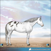 Horse Color:White Spotted Buckskin Splash Appaloosa