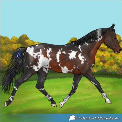 Horse Color:White Spotted Brown 