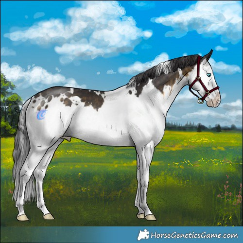 Horse Color:White Spotted Buckskin Splash 