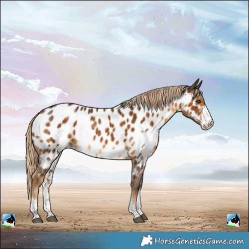 Horse Color:Chocolate Palomino Sabino Near Leopard Rabicano