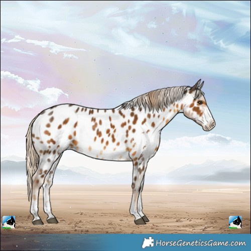 Horse Color:Chocolate Palomino Sabino Appaloosa Rabicano 