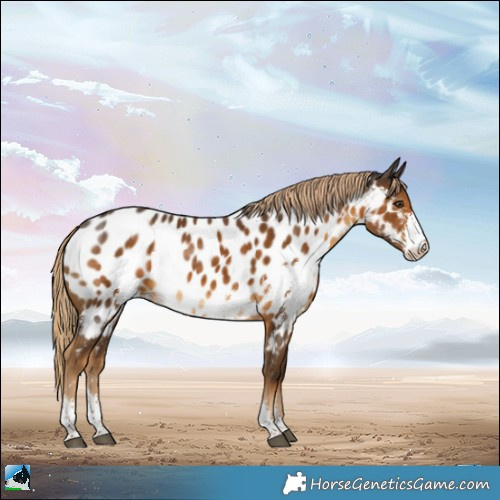 Horse Color:Chocolate Palomino Sabino Appaloosa Rabicano 