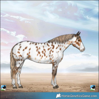 Horse Color:Chocolate Palomino Sabino Near Leopard Rabicano 