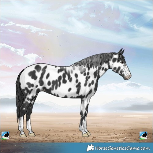 Horse Color:Black Near Leopard
