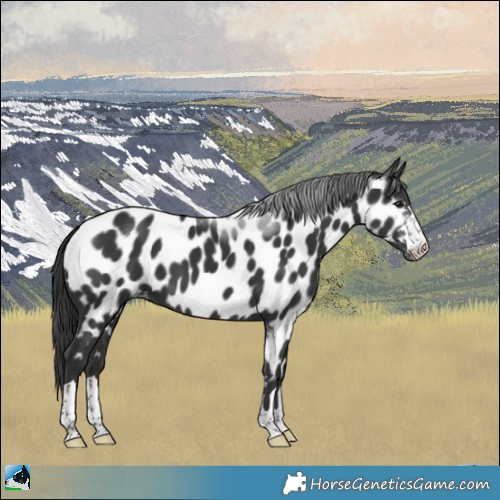 Horse Color:Black Appaloosa 