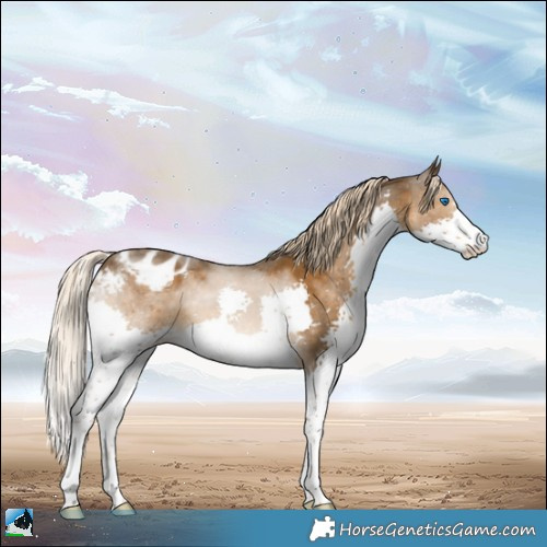 Horse Color:Chocolate Palomino Splash Varnish 