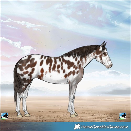 Horse Color:White Spotted Liver Chestnut Near Leopard