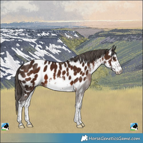 Horse Color:White Spotted Liver Chestnut Appaloosa 