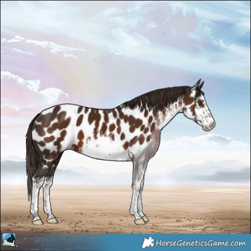 Horse Color:White Spotted Liver Chestnut Appaloosa 