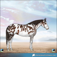 Horse Color:White Spotted Liver Chestnut Near Leopard