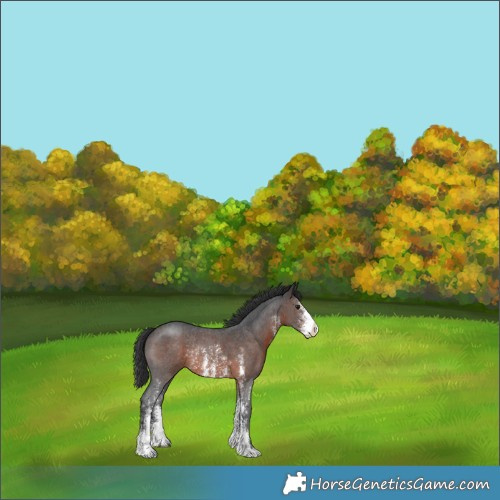 Horse Color:Brown Sabino Rabicano 