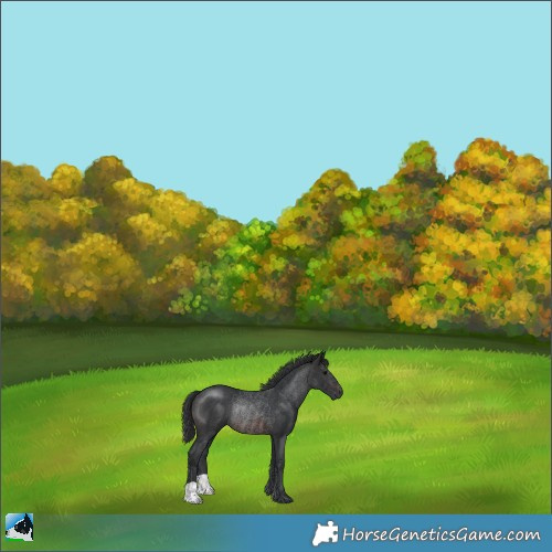 Horse Color:Brown Rabicano 