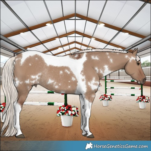 Horse Color:White Spotted Silver Grullo Tobiano Rabicano 