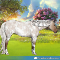 Horse Color:White Spotted Silver Grullo Roan Rabicano 