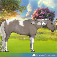 Horse Color:Silver Grullo Tobiano Rabicano 