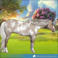 Horse Color:White Spotted Silver Grullo Roan Rabicano 