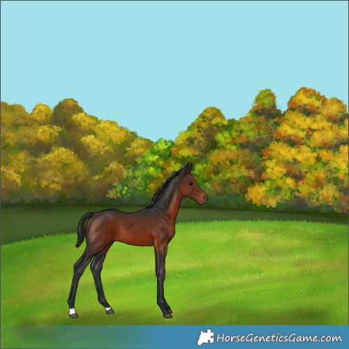 Horse Color:Brown 
