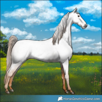 Horse Color:Gray Red Roan 
