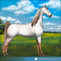 Horse Color:Gray Red Roan 