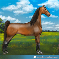 Horse Color:Gray Buckskin