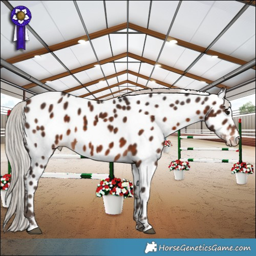Horse Color:Silver Bay Appaloosa 