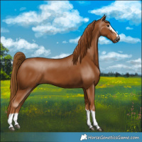 Horse Color:Gray Chestnut 
