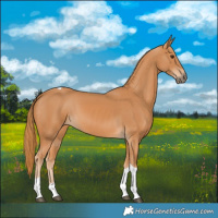 Horse Color:Chestnut Tobiano 