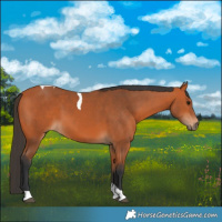 Horse Color:Bay Tobiano 