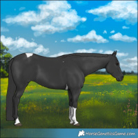 Horse Color:Black Tobiano 