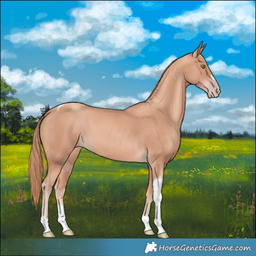 Horse Color:Gold Champagne Tobiano 