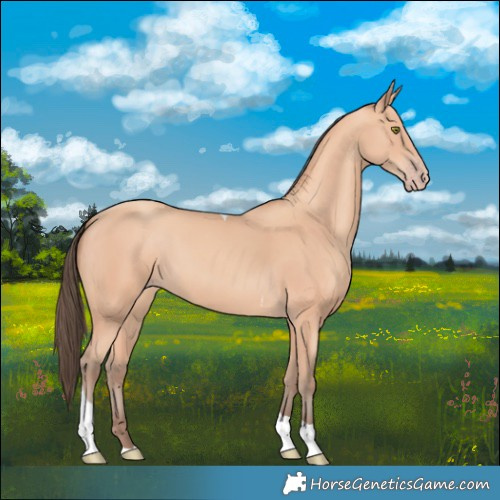 Horse Color:Amber Champagne Tobiano 