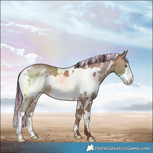 Horse Color:Painted White Spotted Sable Champagne Frame 