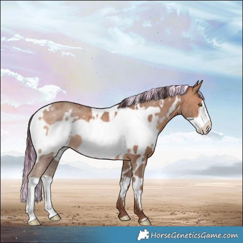 Horse Color:Painted White Spotted Sable Champagne Frame