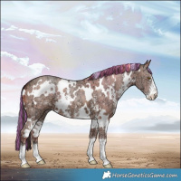 Horse Color:Painted White Spotted Sable Champagne Ice Sabino 