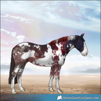 Horse Color:White Spotted Bay Ice Frame 