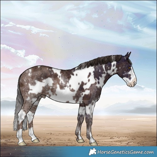 Horse Color:White Spotted Sable Champagne Ice Frame 