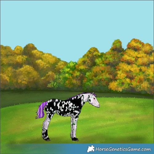 Horse Color:Painted Watercolor White Spotted Liver Chestnut Chinchilla Ice Appaloosa 