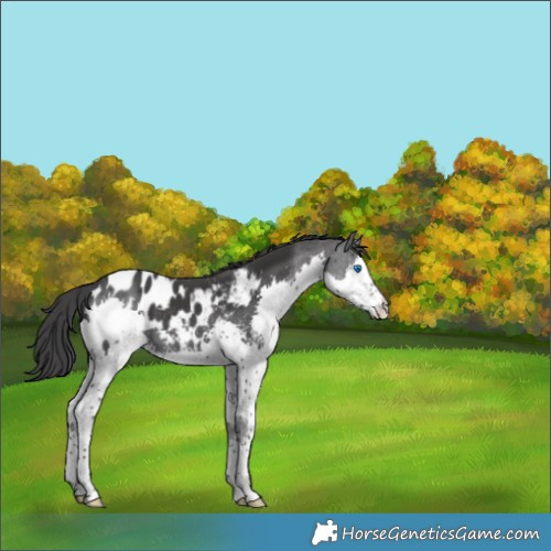 Horse Color:Black Splash Appaloosa 