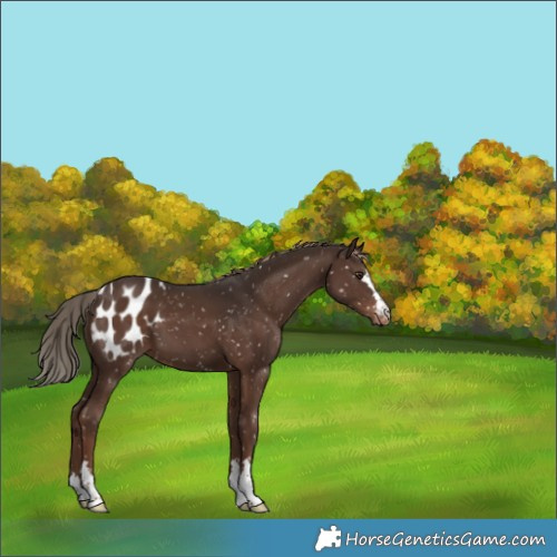 Horse Color:Liver Chestnut Snowflake Varnish 