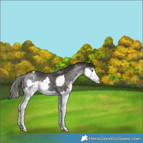 Horse Color:Smoky Black Splash Varnish 