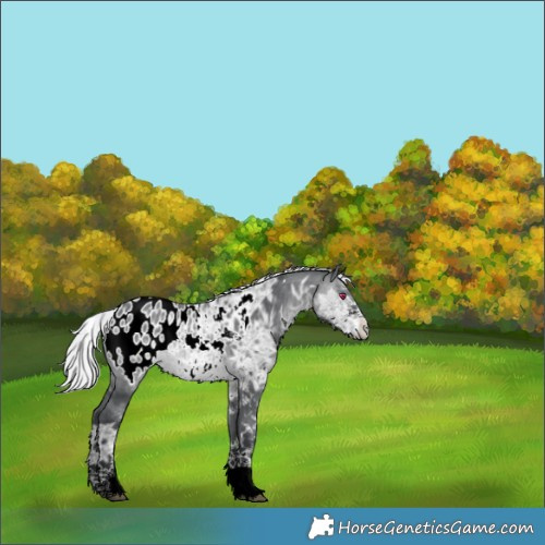 Horse Color:White Spotted Silver Brown Chinchilla Ice Appaloosa 