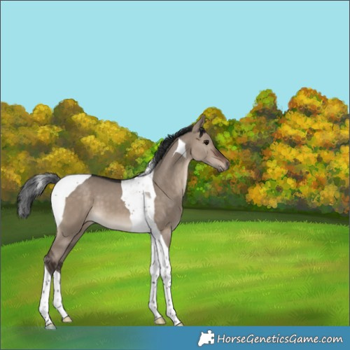 Horse Color:Brown Dun Tobiano
