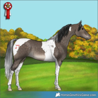 Horse Color:Brown Dun Tobiano 