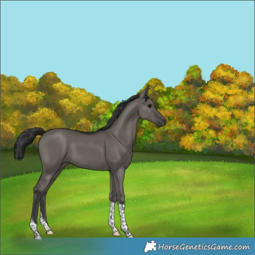 Horse Color:Grullo Tobiano 