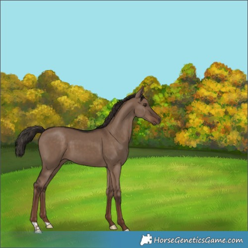 Horse Color:Liver Red Dun 
