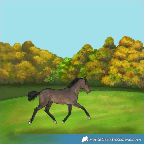 Horse Color:Brown Dun Rabicano 
