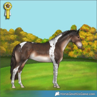 Horse Color:Liver Chestnut Tobiano 